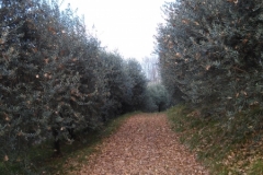 Sentiero di San Lorenzo